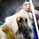 Image for article titled King’s realm: Behind the scenes at the Westminster Dog Show